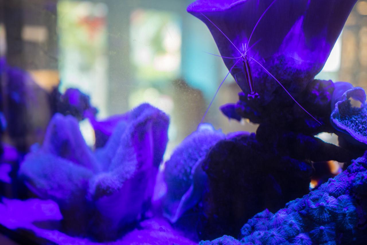 B-Your Home Hotel Don Mueang Airport Бангкок Экстерьер фото A blue-purple aquarium